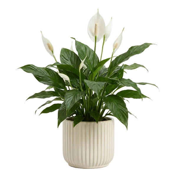 3. Peace Lily